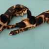 Wild Dog/Painted Dog-Wood